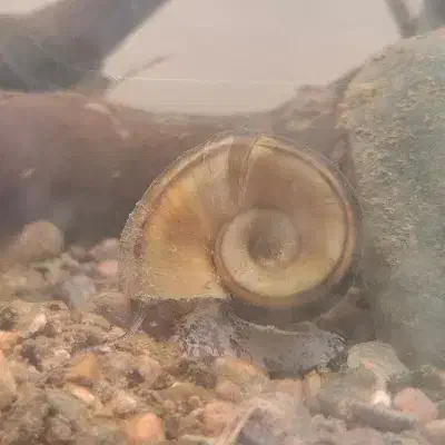 سه عدد حلزون|خزنده|مشهد, جانباز|دیوار