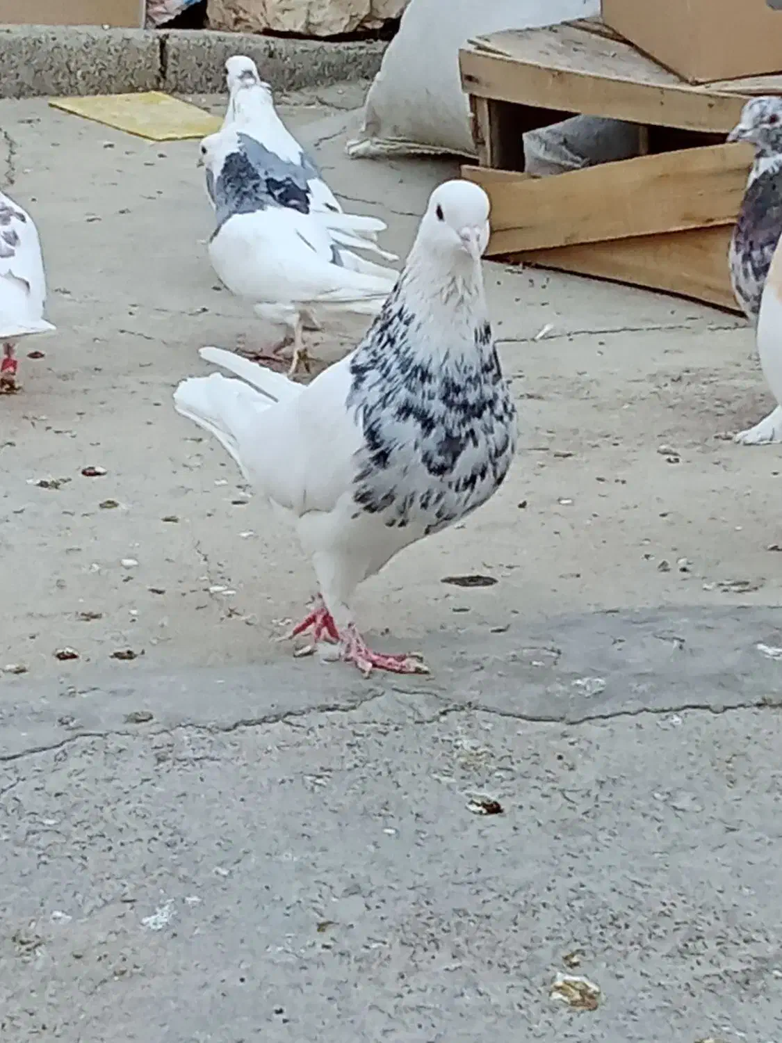 طوقی الماسی|پرنده|ایوان, |دیوار