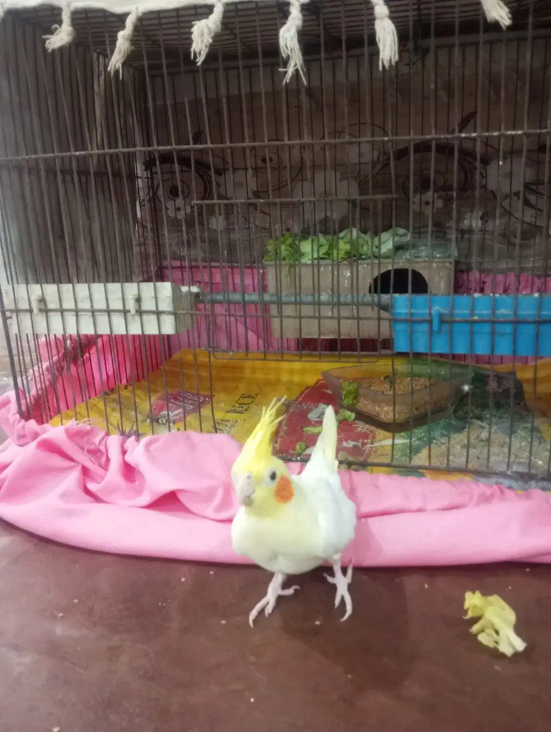 عروس هلندی یا همون لپ سرخی|پرنده|اهواز, کوی آغاجاری|دیوار