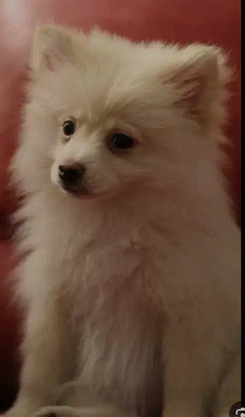 سگ گمشده پیدا شده اشپیتز|حیوانات|ارومیه, |دیوار