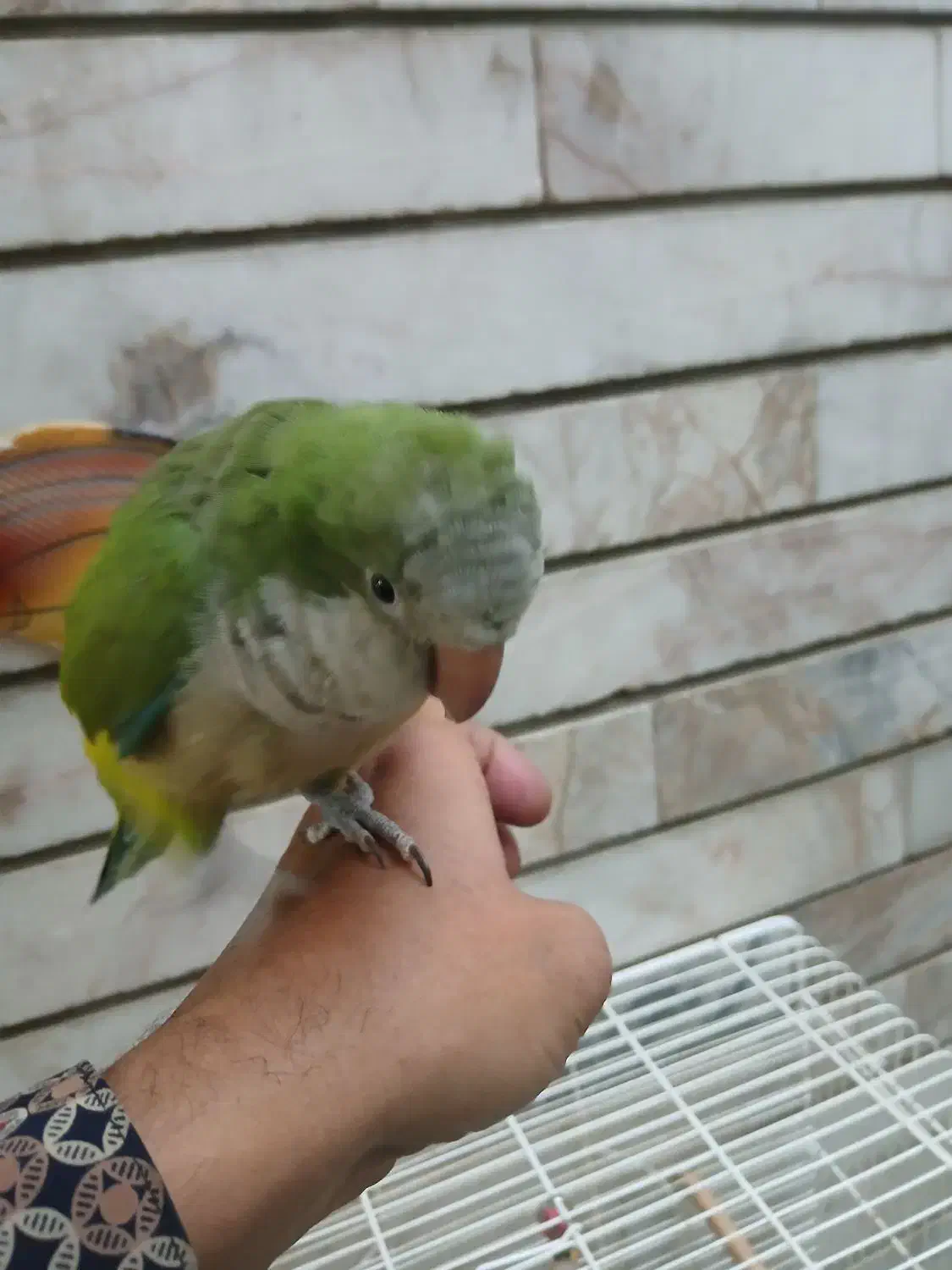 طوطی راهب نر فوق العاده دستی|پرنده|اصفهان, کوجان|دیوار