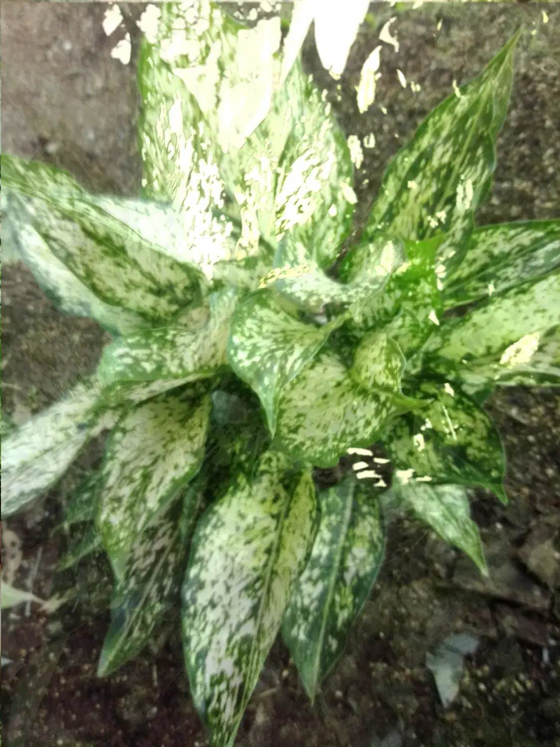 آگلونما سفید سطل ۳ چند یوته|گل و گیاه طبیعی|زرگرشهر, |دیوار