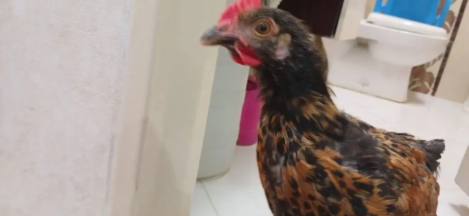 مرغ و خروس جوان و سرحال و درشت|حیوانات مزرعه|تهران, بهار|دیوار