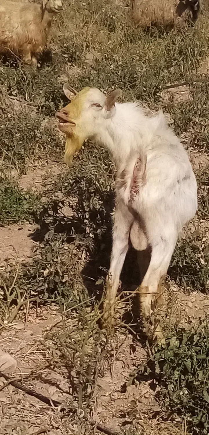 نر بز سانن|حیوانات مزرعه|مرودشت, بیست متری بیمارستان|دیوار