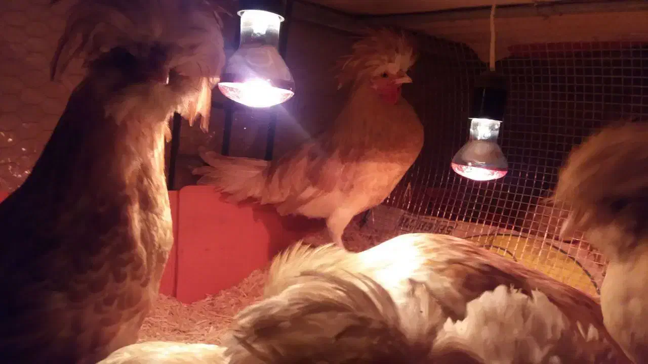 نیمچه مرغ لهستانی پولند طلایی|حیوانات مزرعه|قهدریجان, |دیوار