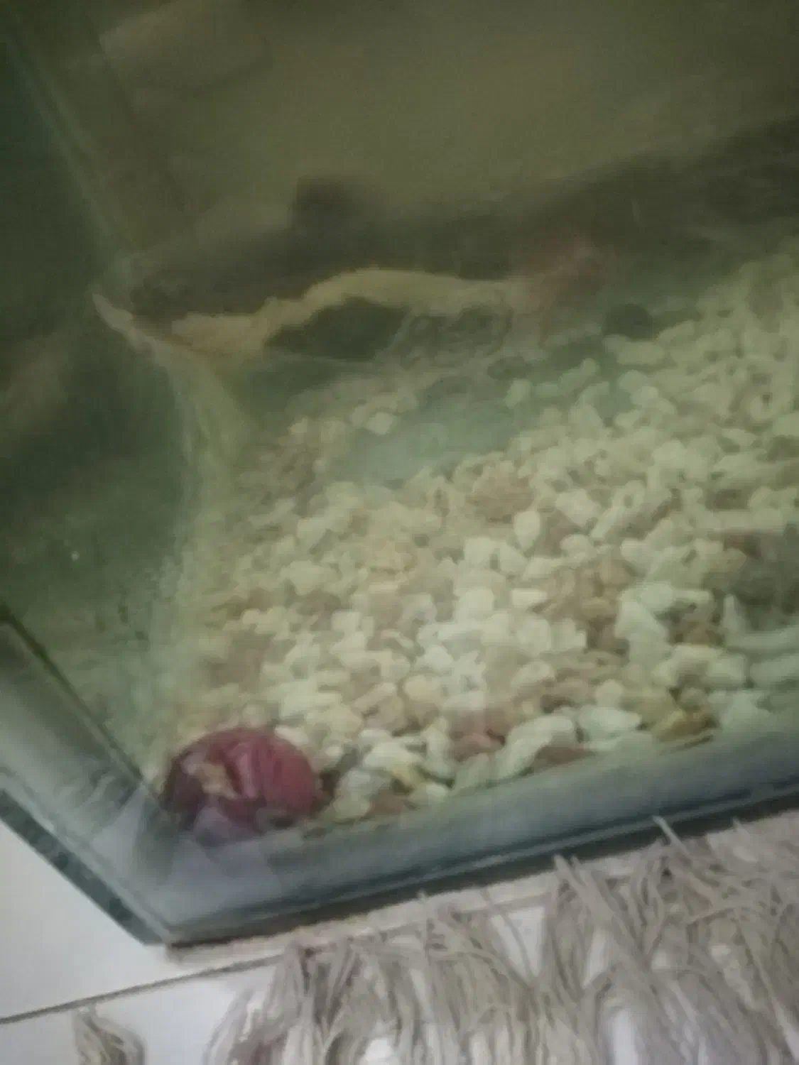 ماهی اسکار و ردتیل|ماهی|بندرعباس, |دیوار