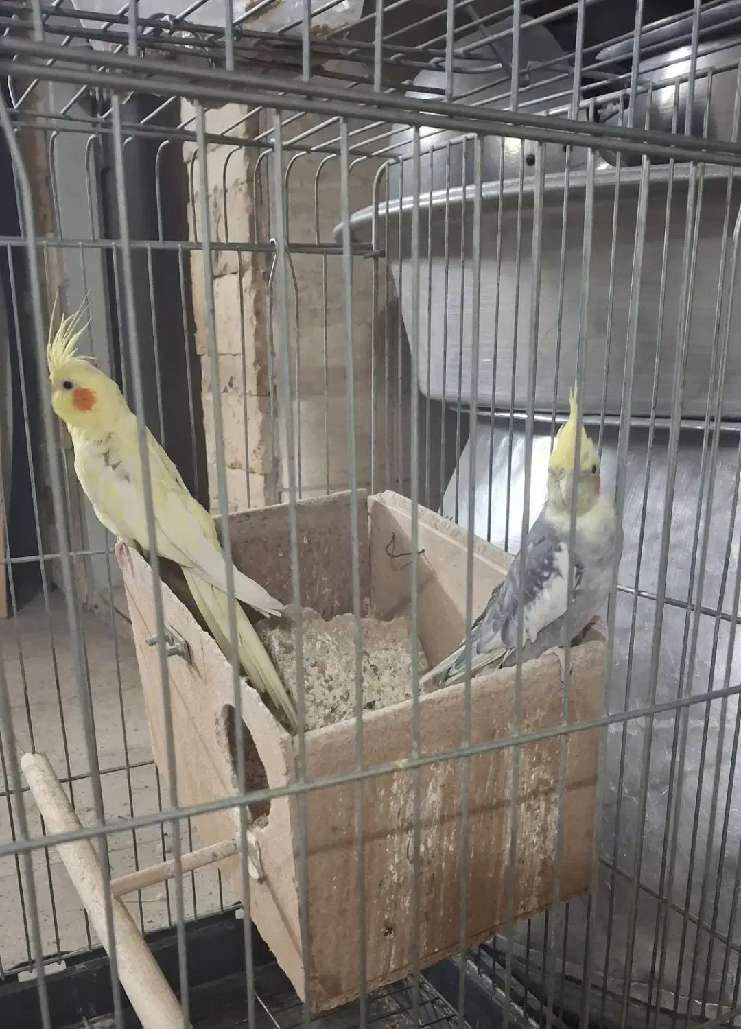 عروس هلندی|پرنده|تهران, مسعودیه|دیوار