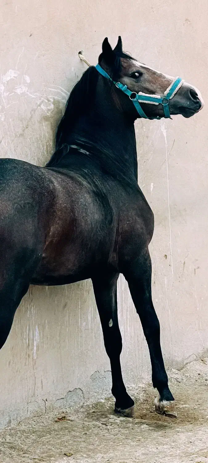 نریان کرد|اسب و تجهیزات اسب‌سواری|قیدار, |دیوار