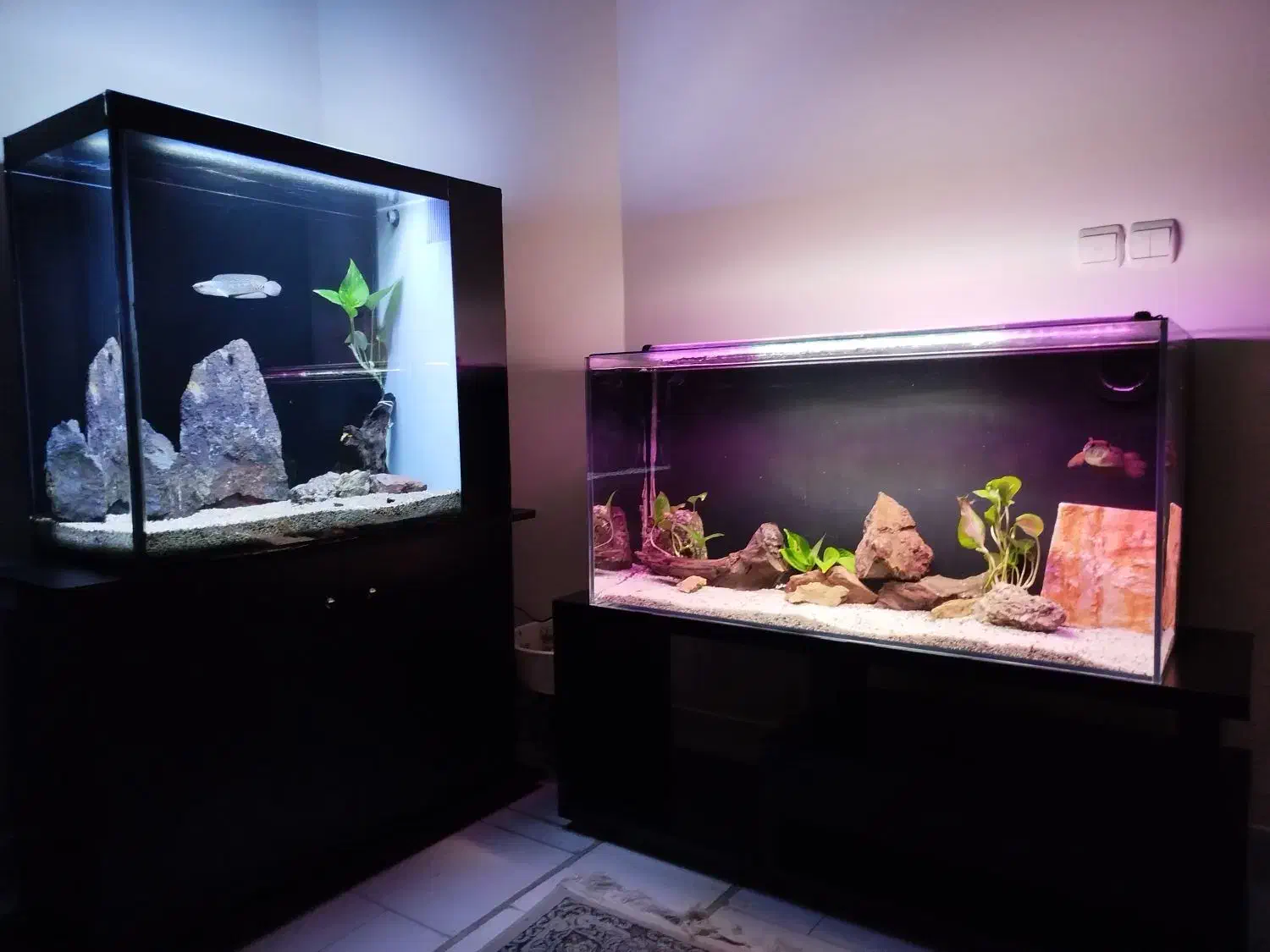 ۲ عدد آکواریوم ریملس بکسامپ و ۲ عدد چانا هایفمن|ماهی|تهران, آسمان|دیوار