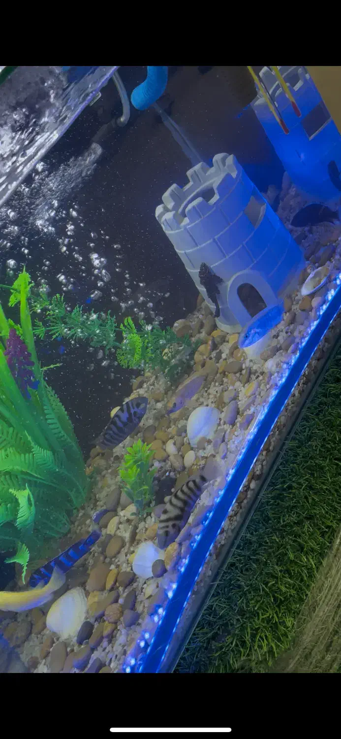 اکواریوم ماهی|ماهی|سنندج, |دیوار