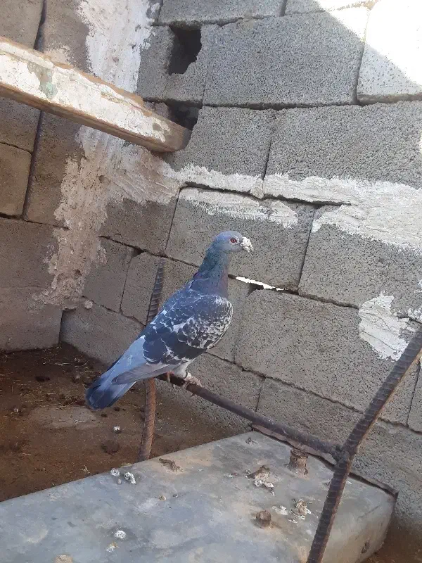 کرز کمیاب نر|پرنده|خرم‌آباد, |دیوار