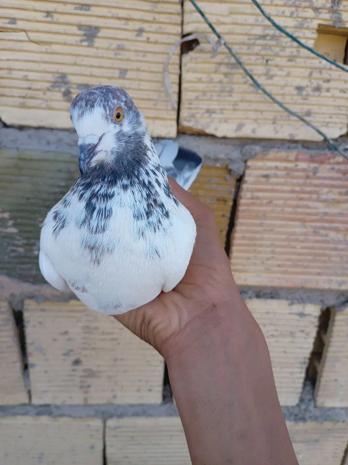 کبوتر کاشونی|پرنده|شهرضا, |دیوار