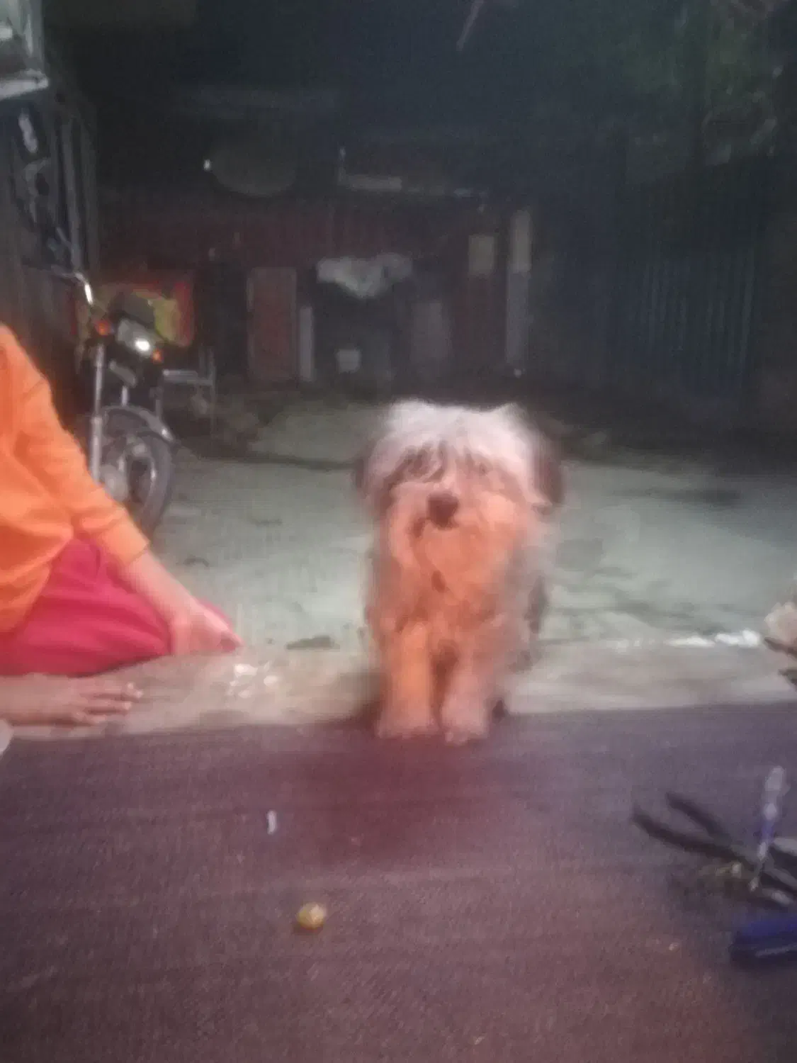 ماده‌ شیتزو کراس|سگ|گرگان, |دیوار