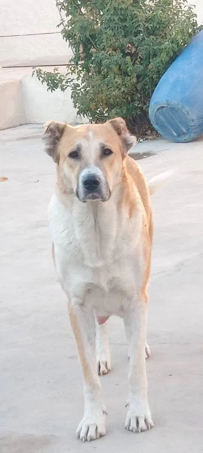 واگذاری توله های سگ نگهبان|سگ|میانه, |دیوار