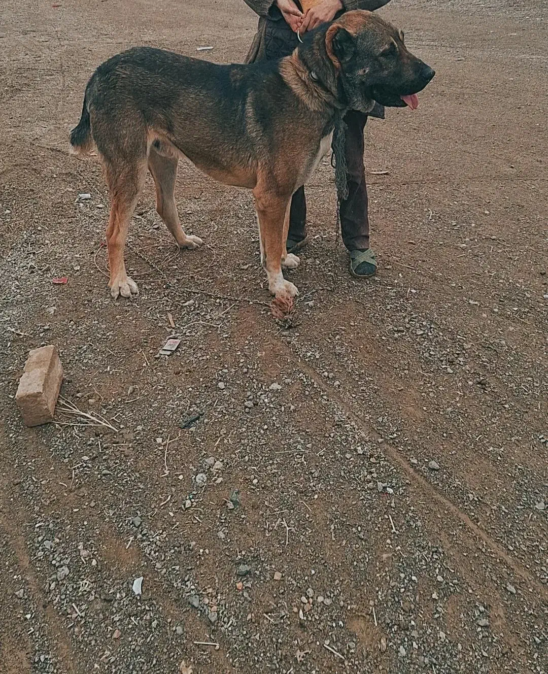 سگ ر|سگ|گناباد, |دیوار