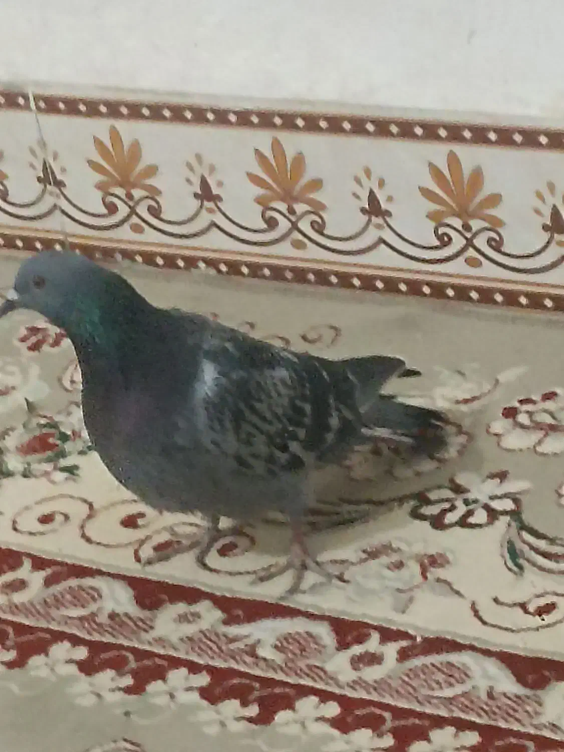 پلاکی|پرنده|اندیمشک, |دیوار