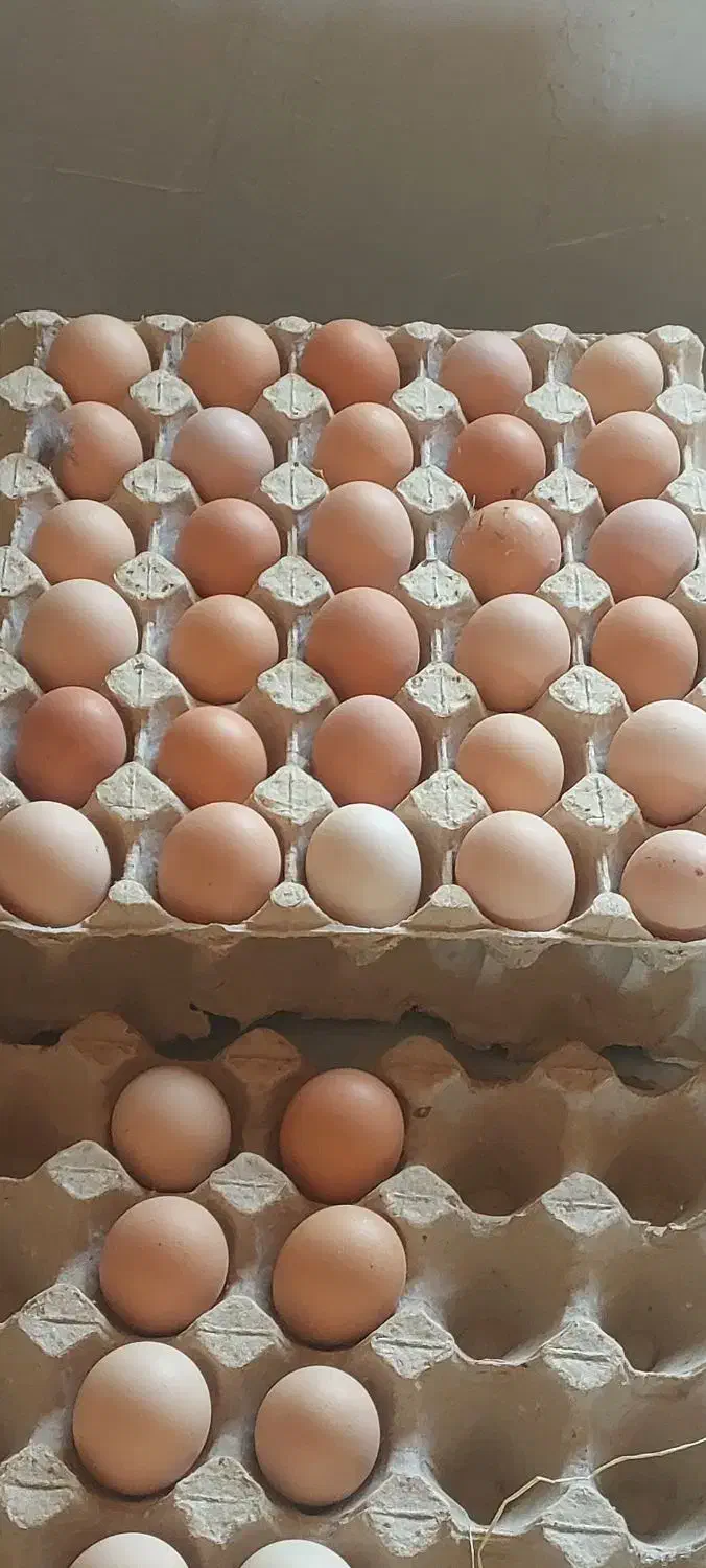 تخم مرغ محلی  ارگانیک  کت یومورتاسی|خوردنی و آشامیدنی|میانه, |دیوار