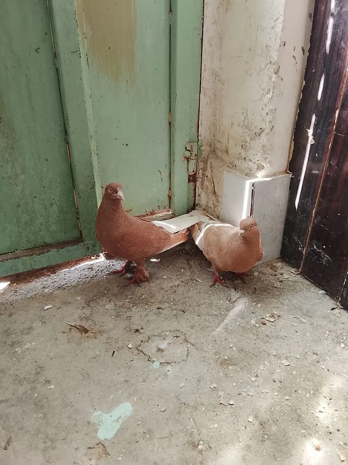 کبوتر|پرنده|جم, |دیوار