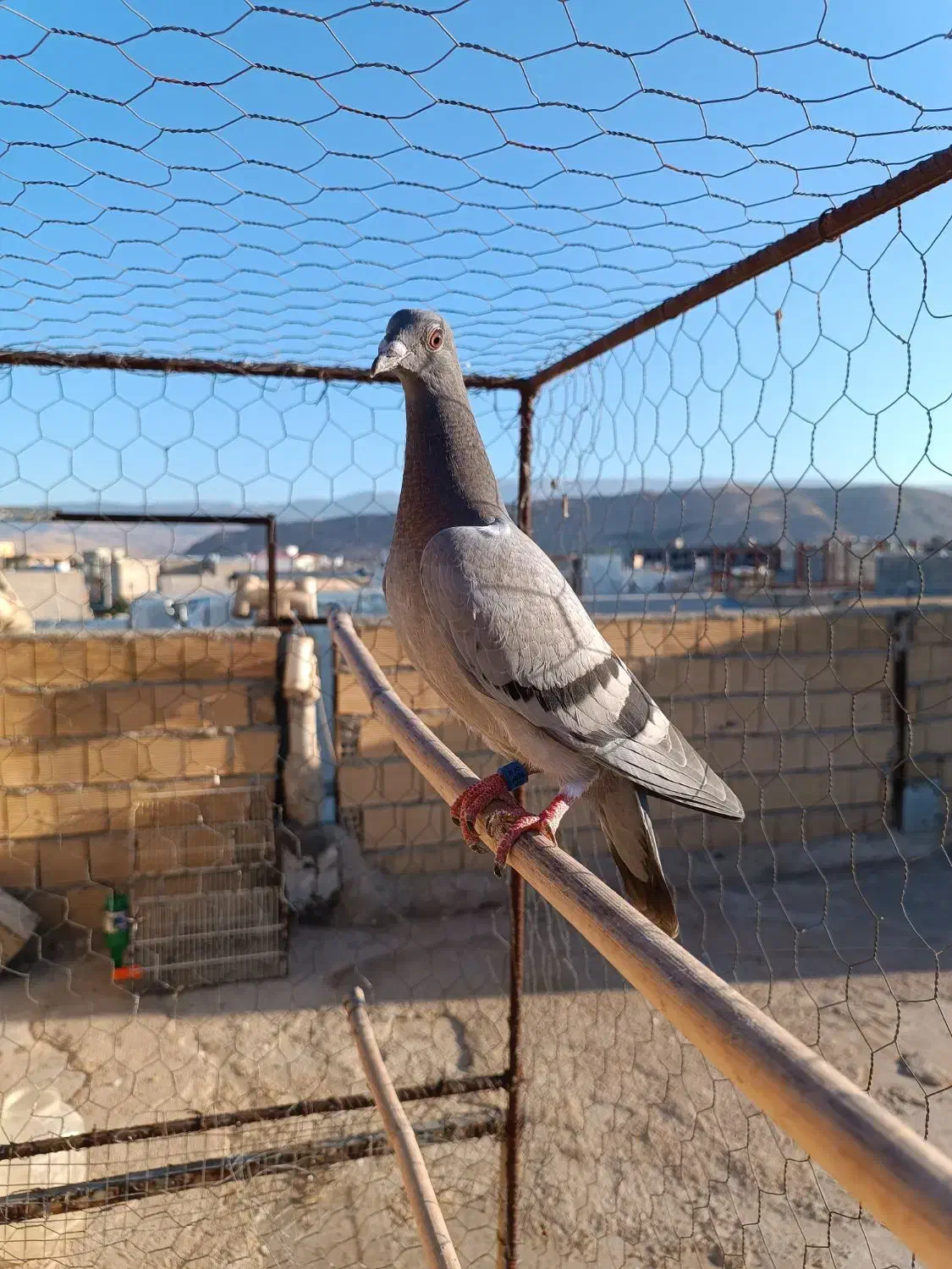 کبوترپلاکی باخت رفته|پرنده|سرپل ذهاب, |دیوار