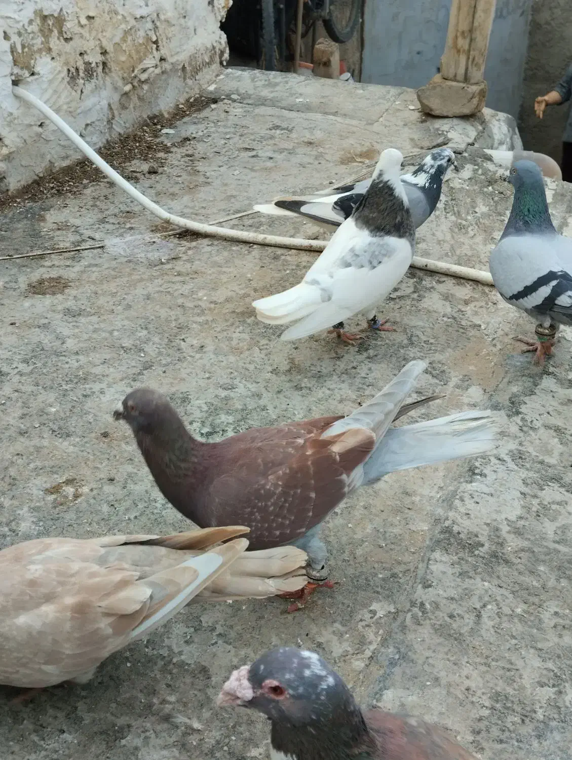 کبوتر|پرنده|شیروان (خراسان), |دیوار