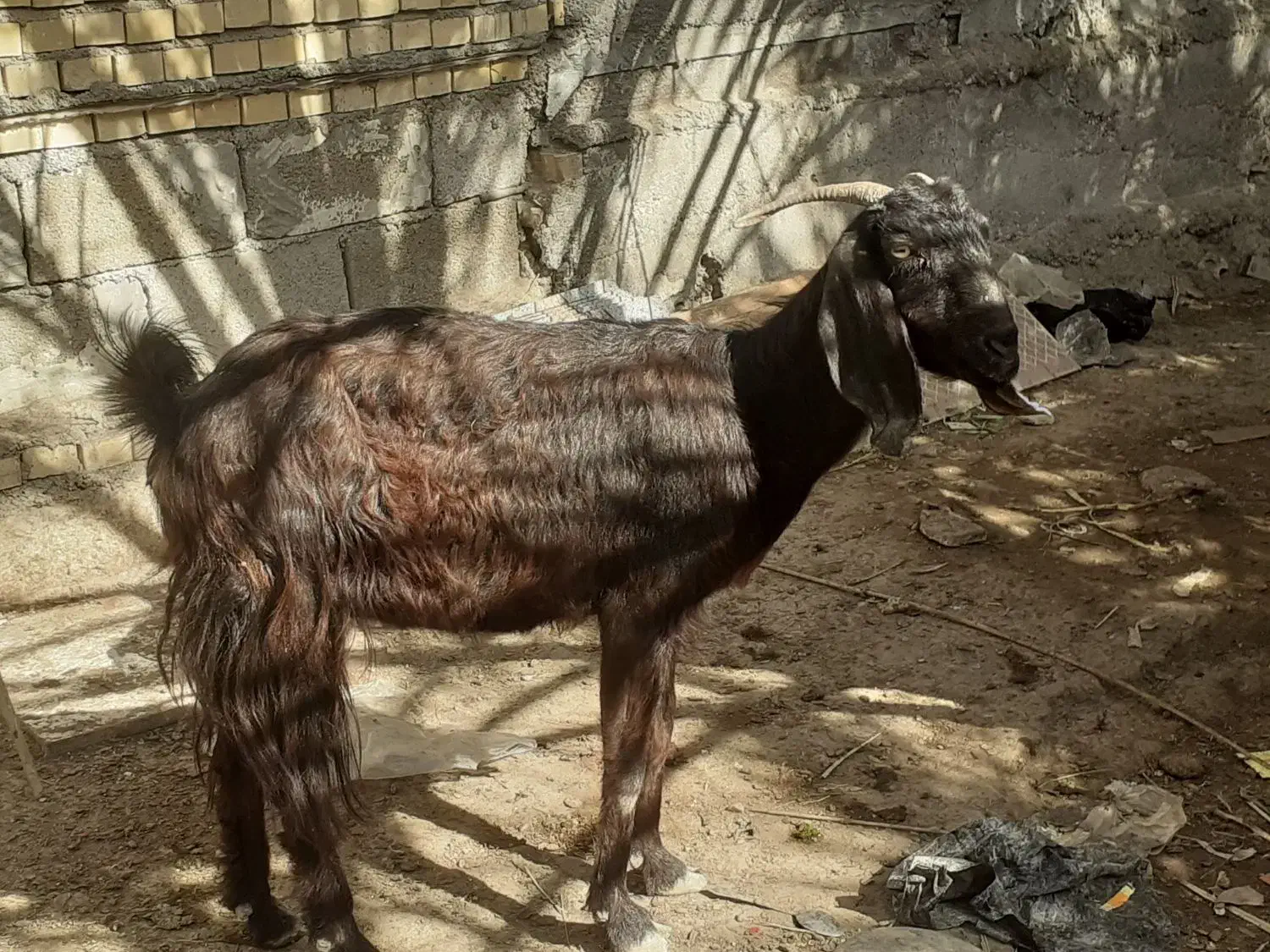 بز نجدی|حیوانات مزرعه|شادگان, |دیوار