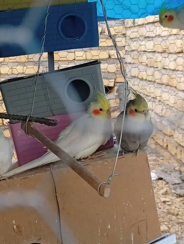 طوطی|پرنده|زرین دشت (فارس), |دیوار