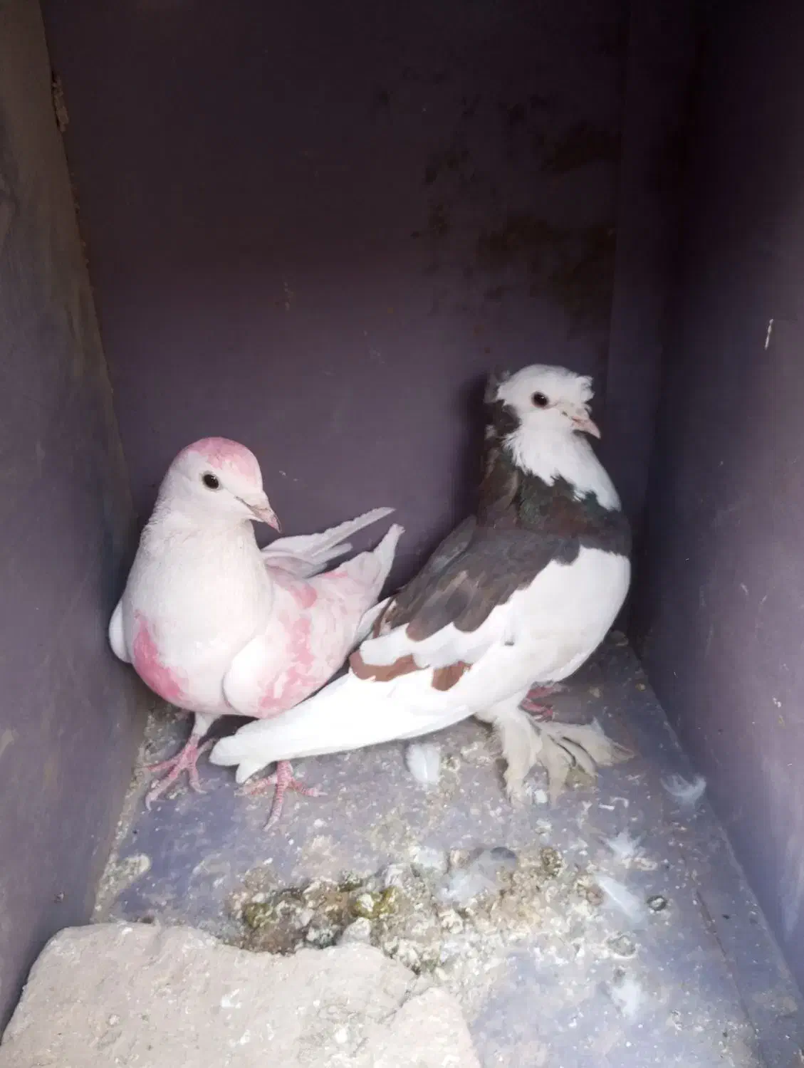 کبوتر|پرنده|سراوان, |دیوار