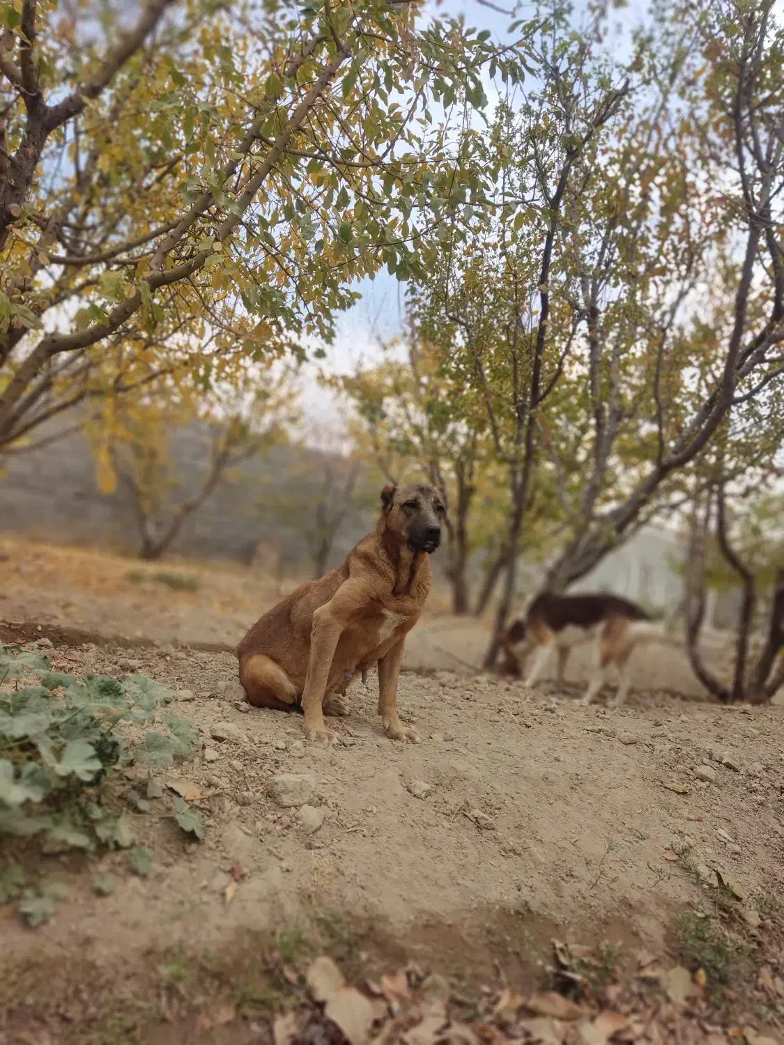 سگ سرابی ماده دو ساله|سگ|فردوسیه, |دیوار
