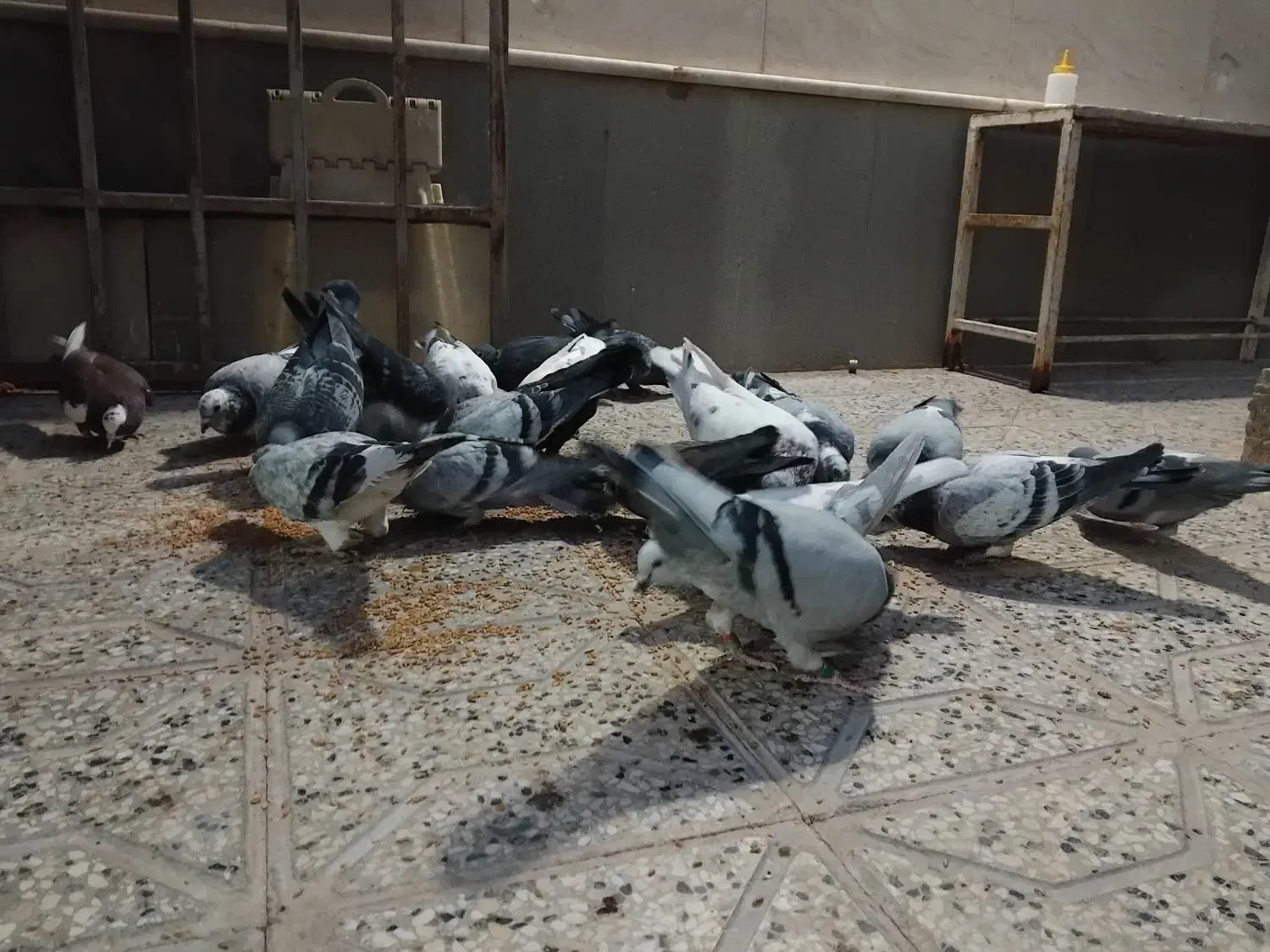 کبوتر|پرنده|تربت‌حیدریه, شهرک ولیعصر|دیوار