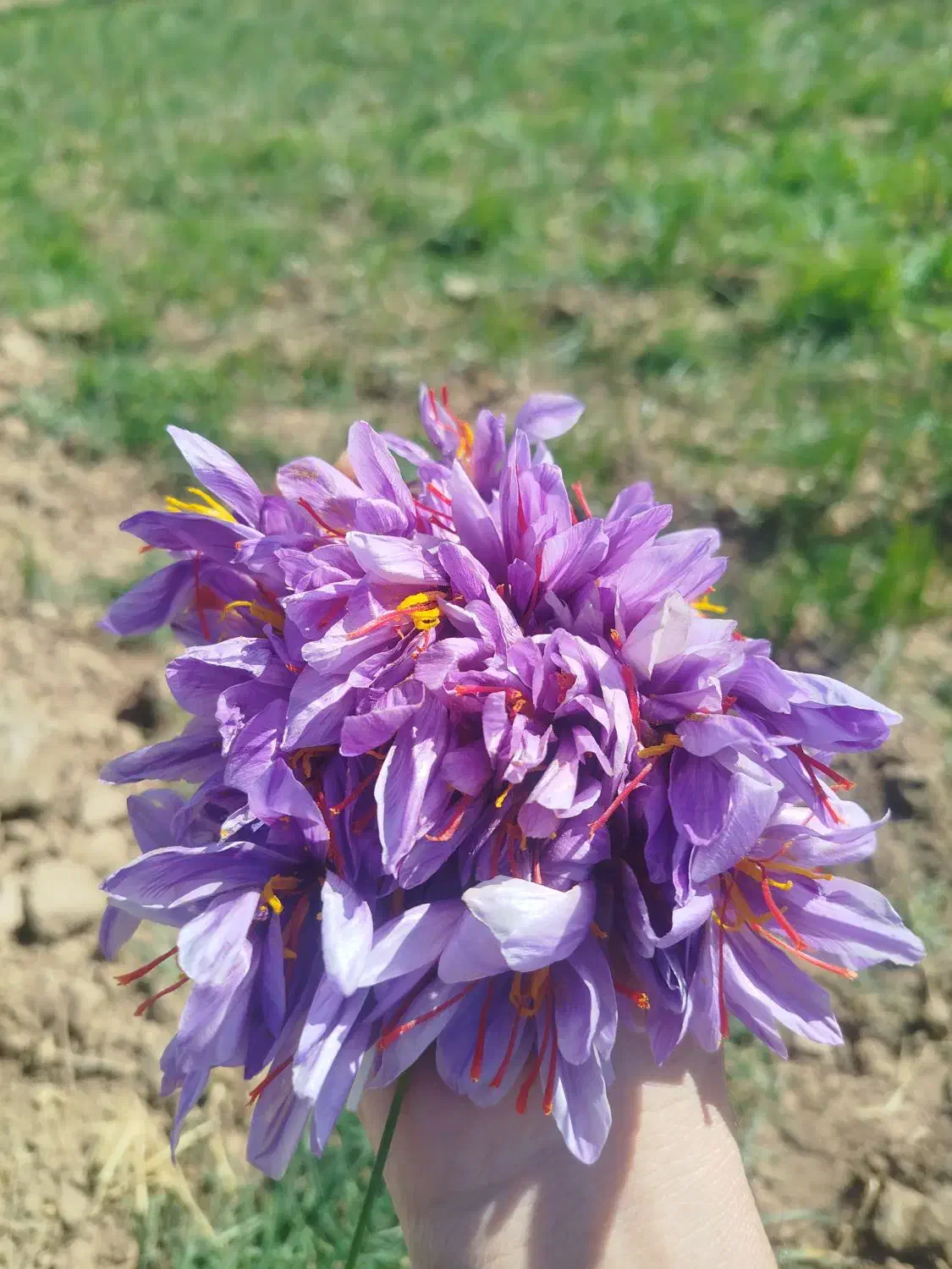 زعفران خراسان رضوی|خوردنی و آشامیدنی|تهران, محمودیه|دیوار