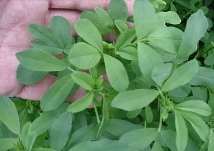 یونجه بذر ماران|گل و گیاه طبیعی|رزن, |دیوار