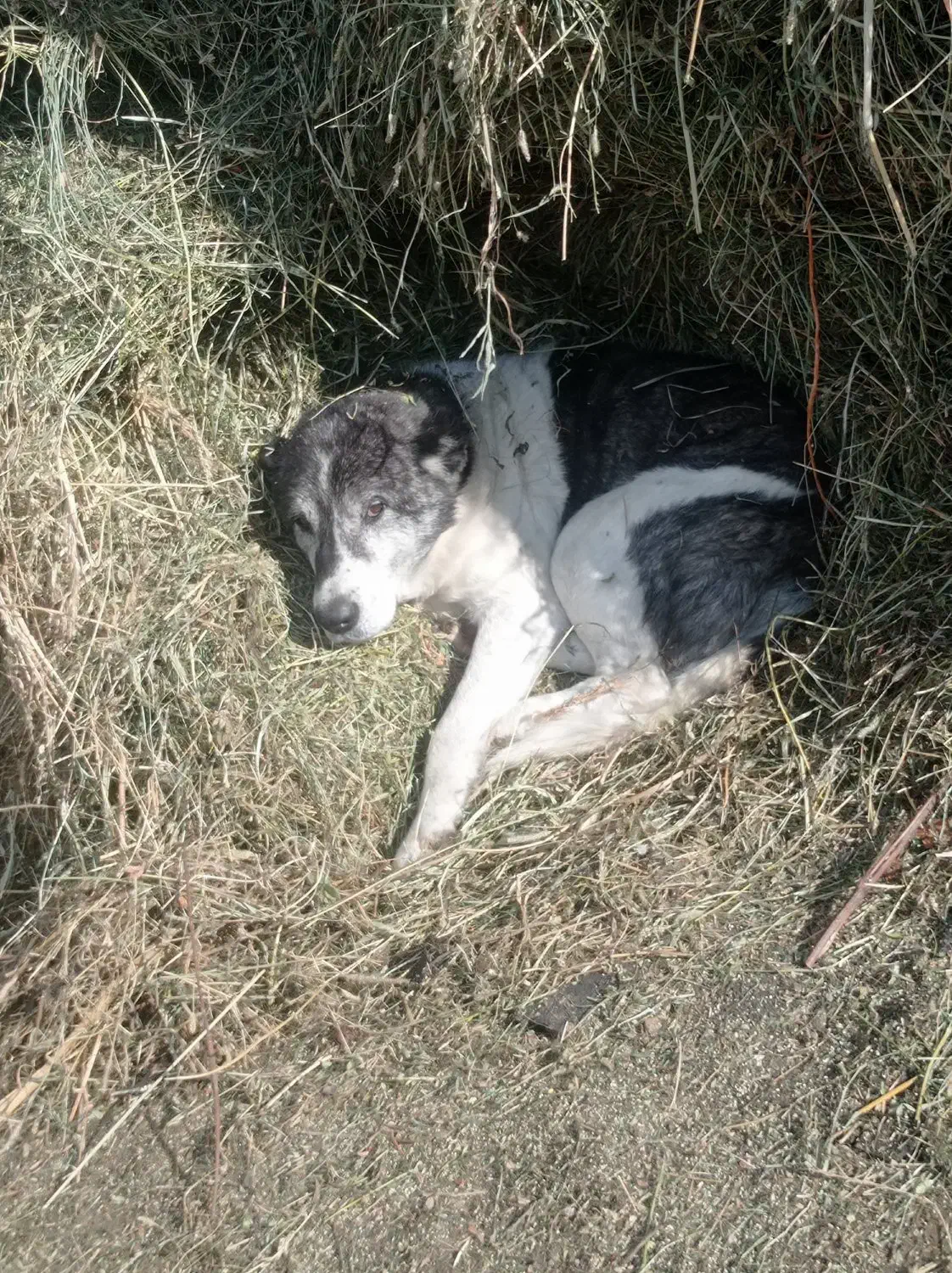 سگ معمولی|سگ|سیلوانه, |دیوار