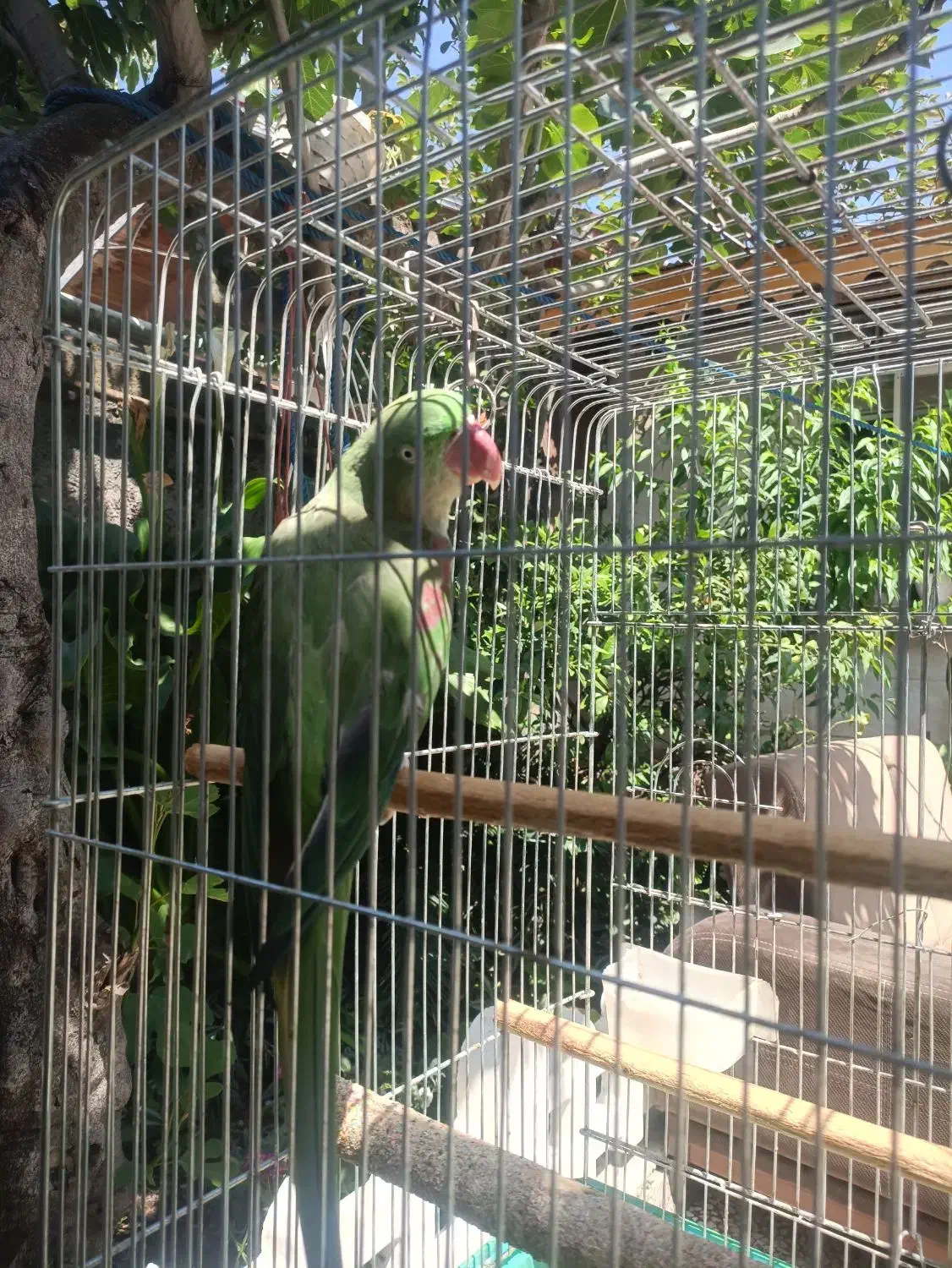 شاه طوطی سخنگو|پرنده|لنگرود, |دیوار