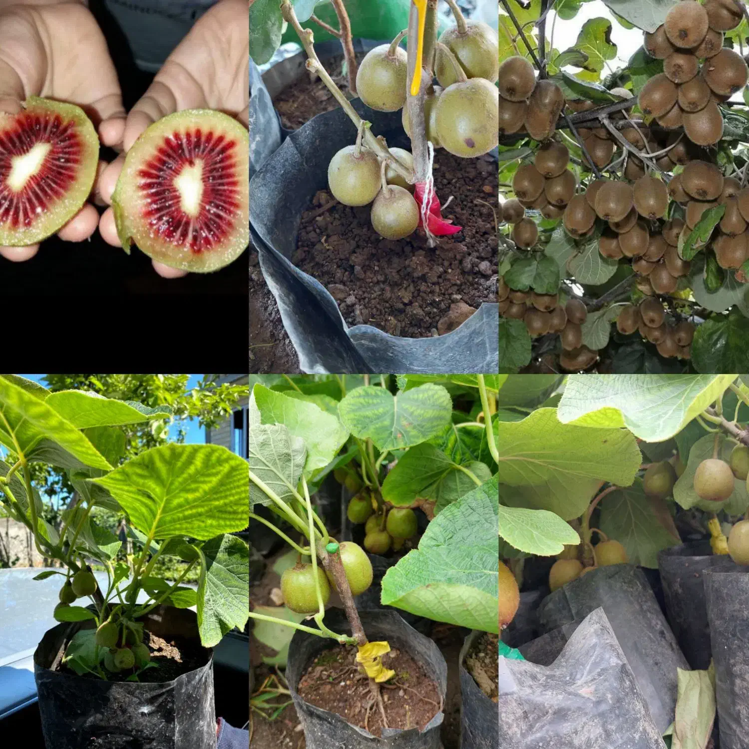 فروش کیوی خونی سبز طلایی درجه یک پایه خیاری|خدمات باغبانی و درختکاری|رضوانشهر, |دیوار