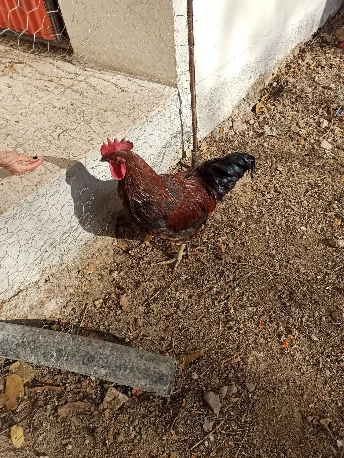 خروس محلی|حیوانات مزرعه|آبیک, |دیوار