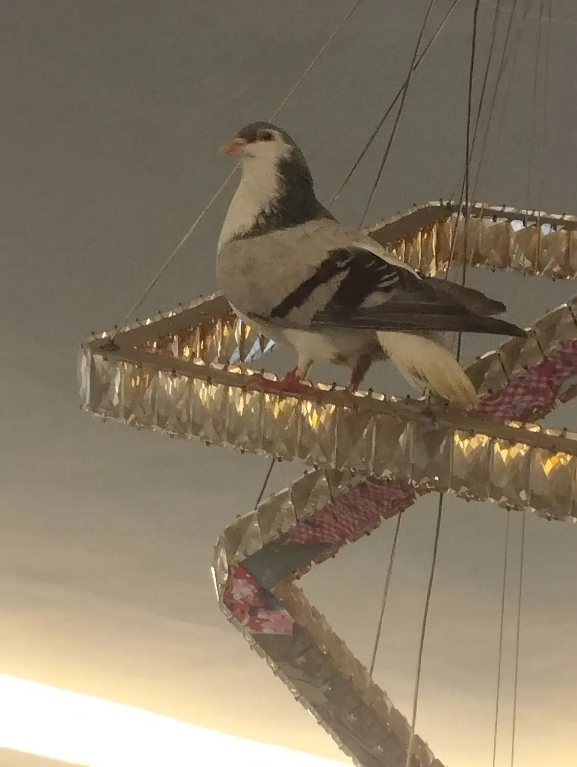 کبوتر|پرنده|مشهد, امیرآباد|دیوار