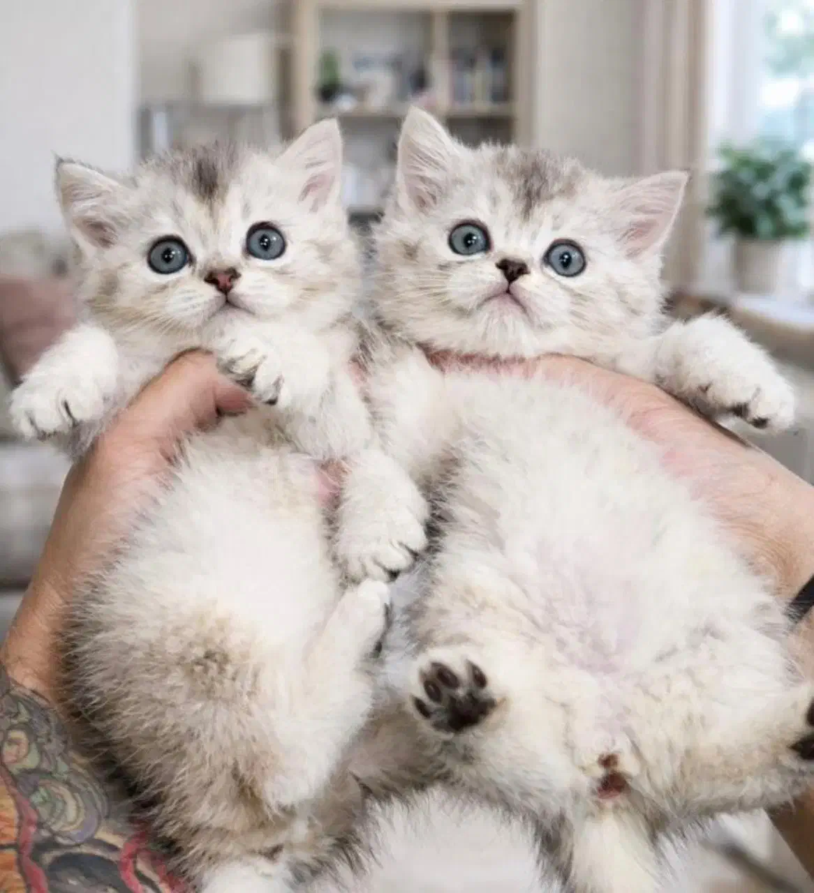 بچه گربه نژاد دار|گربه|قم, باجک دو|دیوار