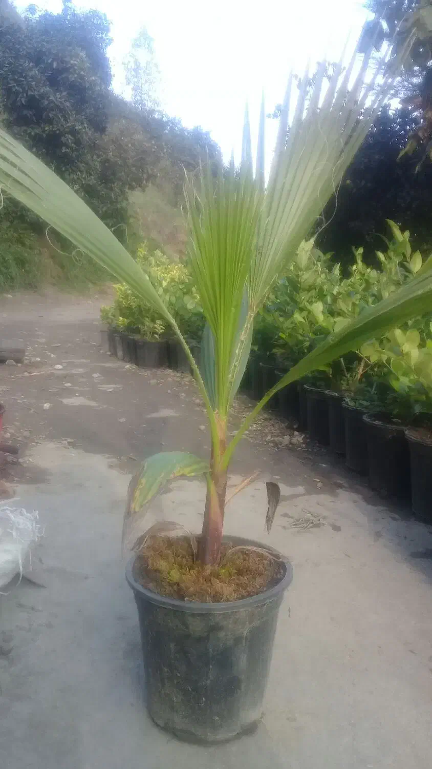 فروش پالم و یاس هلندی|گل و گیاه طبیعی|رحیمآباد, |دیوار