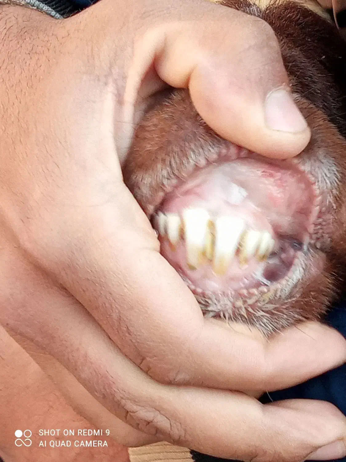 یک راس قوچ قزل افشار|حیوانات مزرعه|بناب, |دیوار