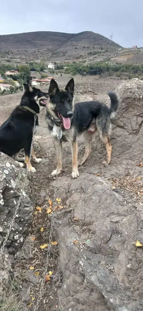 سگ ژرمن شپرد|سگ|رودبار, |دیوار