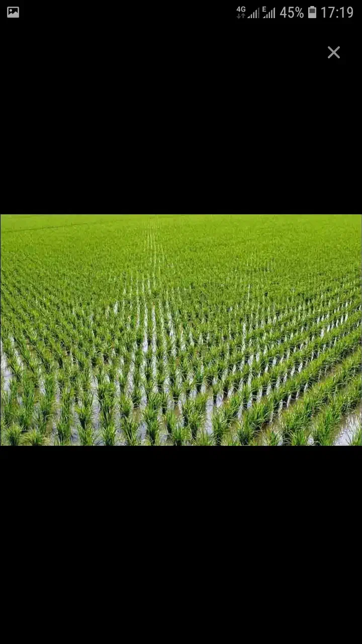 باسلام فروش ۲۵۰کیلو برنج کامفیروزی درجه یک|خوردنی و آشامیدنی|کامفیروز, |دیوار