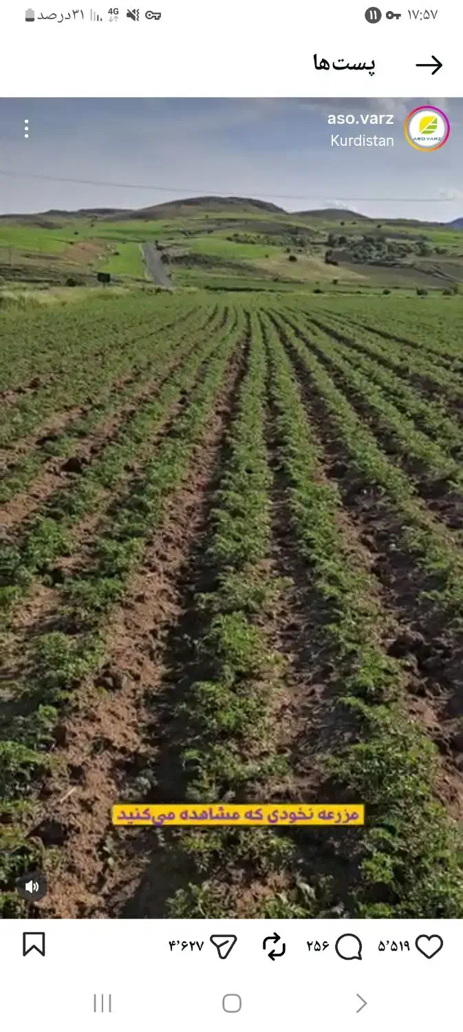 کاشت نخود.عدس ولوبیا|خدمات باغبانی و درختکاری|زیویه, |دیوار