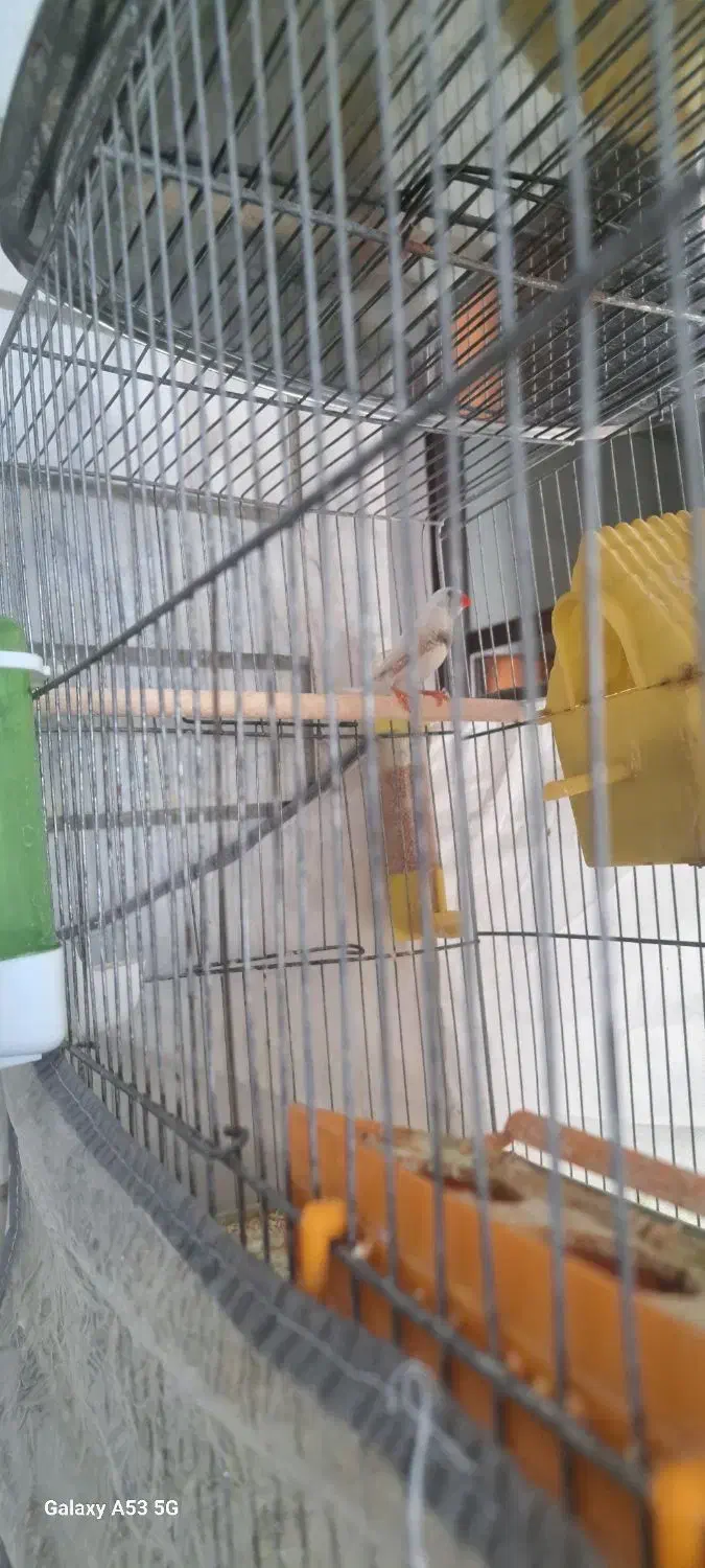 فنچ|پرنده|فیروزآباد (فارس), |دیوار