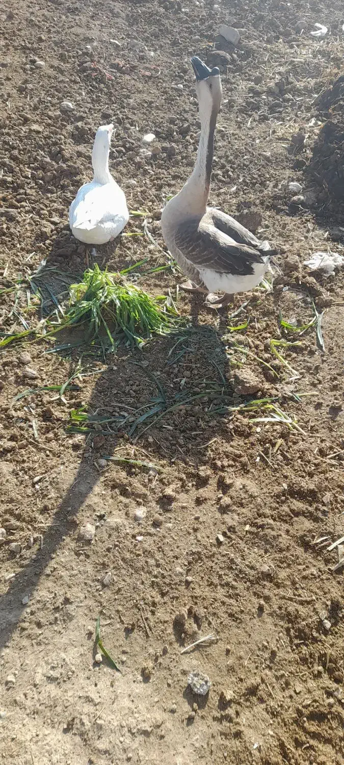 قو غاز|حیوانات مزرعه|گیان, |دیوار