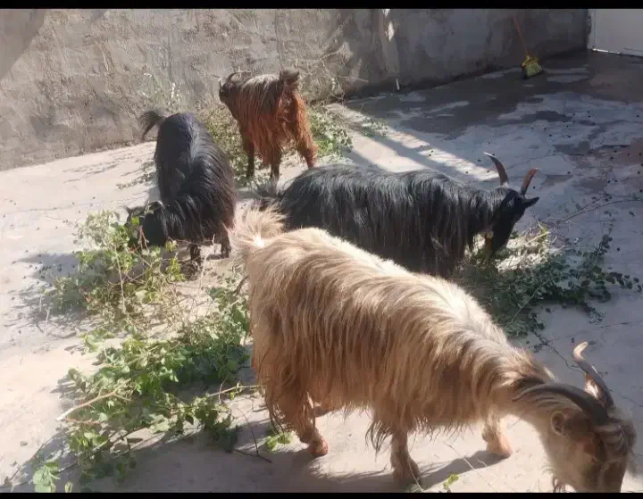 تیر بز|حیوانات مزرعه|مسجد سلیمان, |دیوار