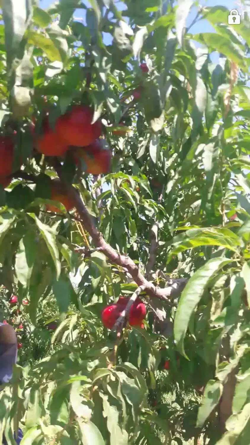 هرس کاری باغات ،انواع درخت‌ها|خدمات باغبانی و درختکاری|تبریز, |دیوار