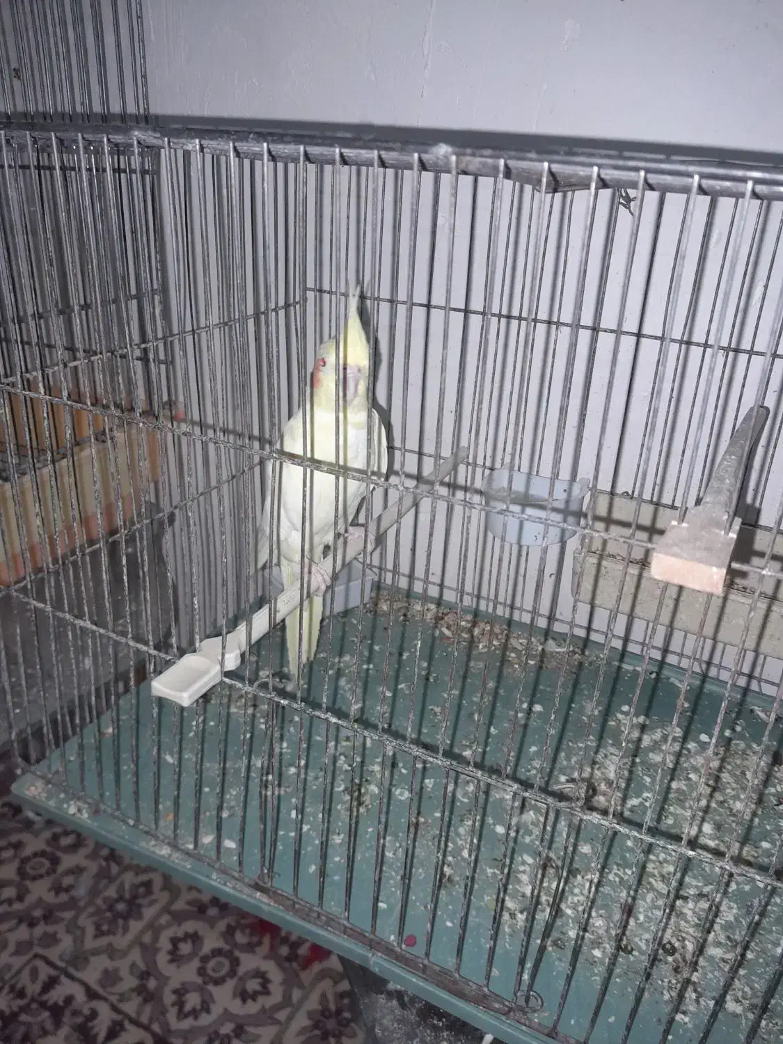 عروسهلندیمامونیه|پرنده|زرندیه, |دیوار