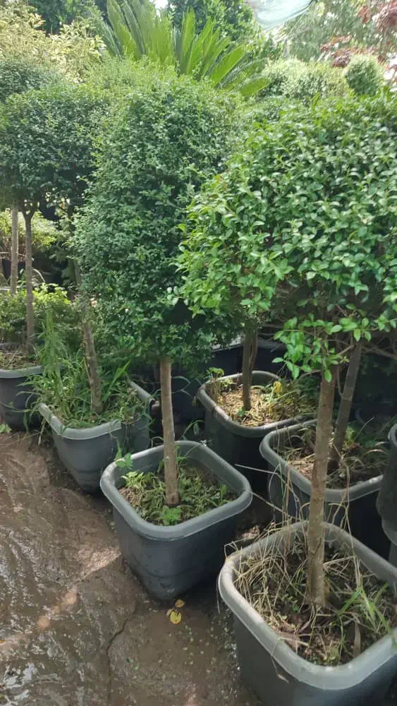 خدمات باغبانی. هرس کاری. صفر تا  صد.    سیار|خدمات باغبانی و درختکاری|فردیس, قریشی|دیوار