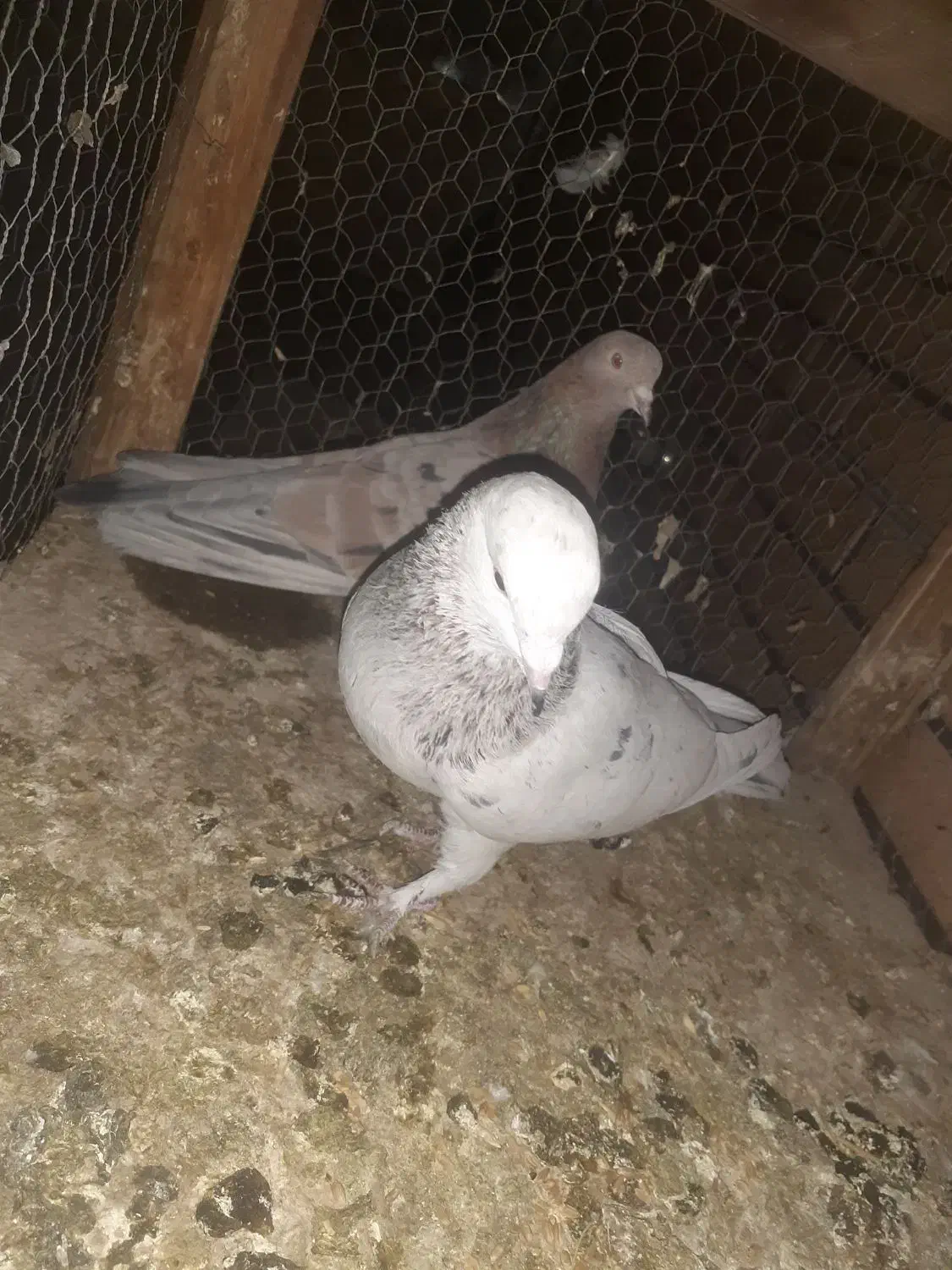 ۵جفت قناری|پرنده|کاشان, باغ ماجد|دیوار