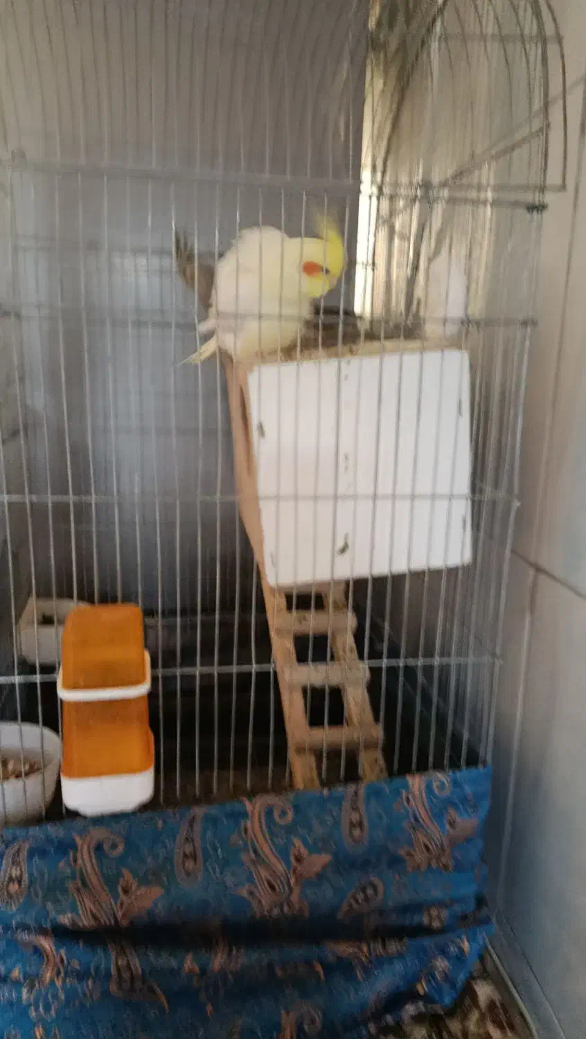 یک جفت عروس هلندی مولد|پرنده|اراک, |دیوار